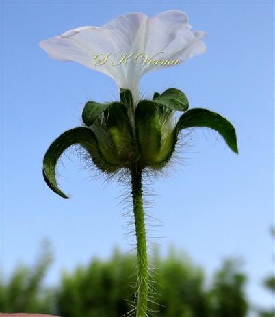  Flower in involucre